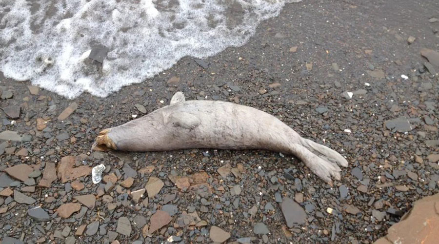 Genera alerta misteriosa muerte de 300 focas en Alaska | El Imparcial de Oaxaca