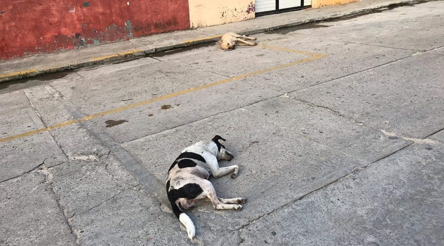 Sin freno, matanza de perros callejeros de la Mixteca | El Imparcial de Oaxaca
