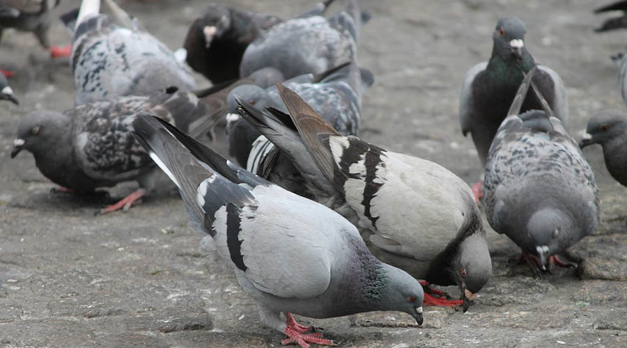 Suministran a palomas alimento con anticonceptivos para evitar su sobrepoblación