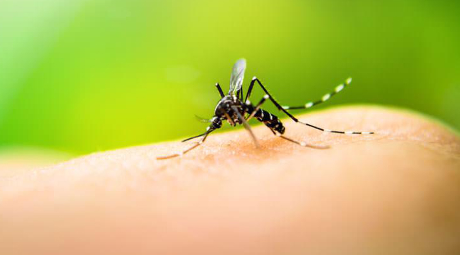 Sigue crecimiento acelerado de casos de dengue en Oaxaca | El Imparcial de Oaxaca