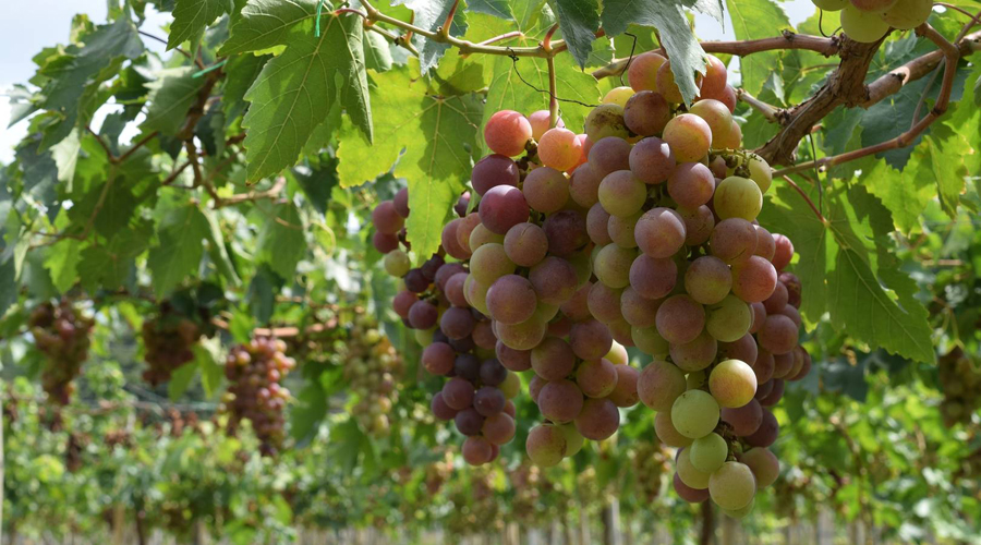 Roban viñedos en Francia; se llevan uvas de los vinos más caros del mundo