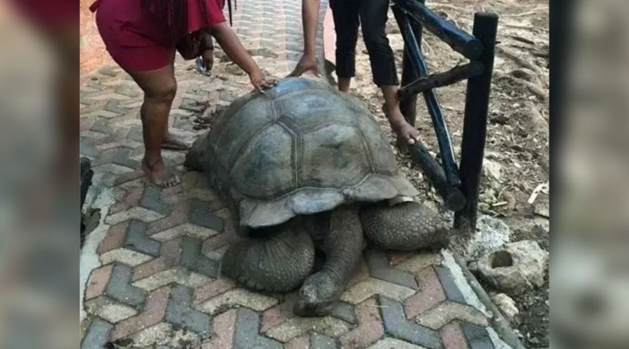 Muere la tortuga más longeva conocida por la humanidad, a los 344 años | El Imparcial de Oaxaca