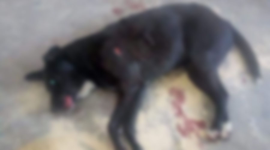 Sádico carnicero mata a cuchilladas a una perra en la Villa de Etla