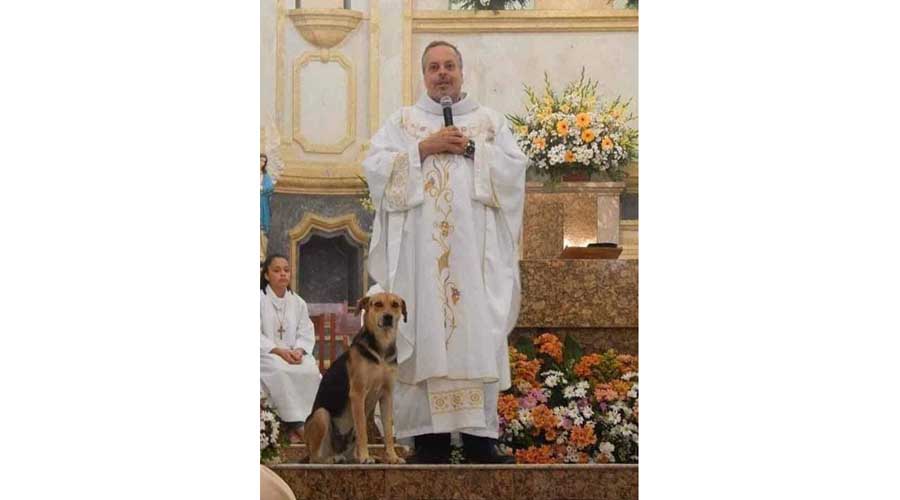 Sacerdote invita a los perros callejeros a la misa del domingo para encontrarles un hogar | El Imparcial de Oaxaca