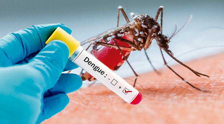 Genera alarma dos muertes por dengue hemorrágico en la ciudad | El Imparcial de Oaxaca
