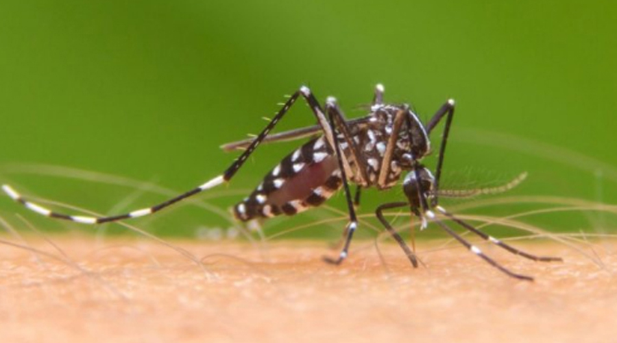 Protegerse del dengue, cuesta más de dos mil pesos | El Imparcial de Oaxaca