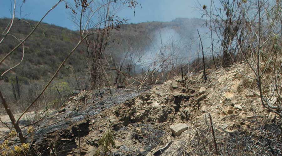 Avanza deforestación en el Istmo de Tehuantepec | El Imparcial de Oaxaca
