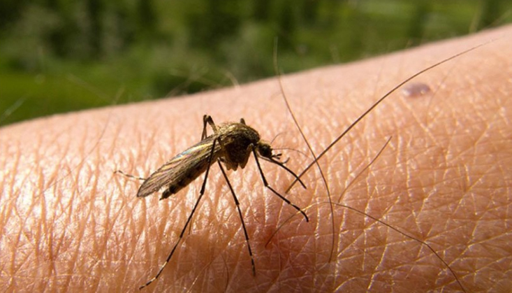Suspenden en SSO análisis  de dengue