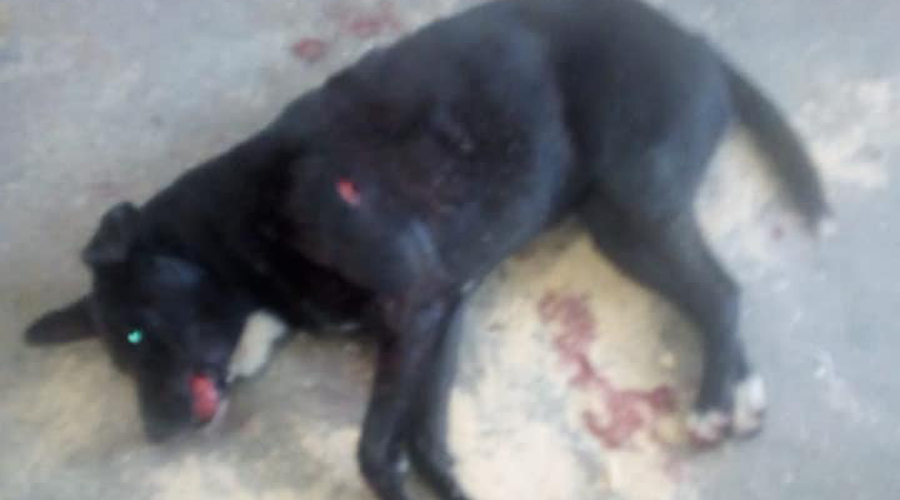 Animalistas continúan con protesta por la muerte de una perra en Etla