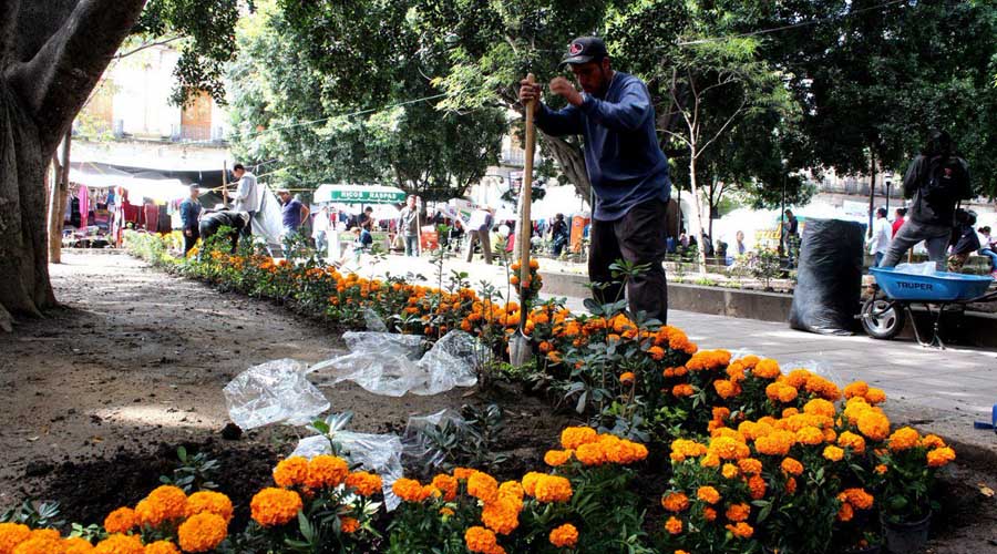 Afea ambulantaje embellecimiento de jardineras en el zócalo | El Imparcial de Oaxaca