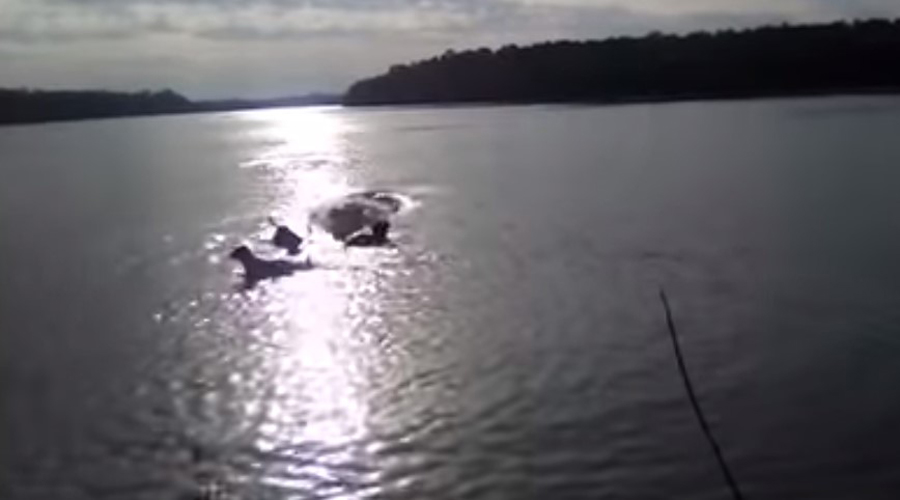 Video: Cocodrilo se come a perro que jugaba en el río frente a su dueño | El Imparcial de Oaxaca