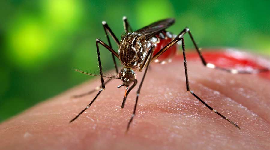 En análisis siete muertes probables por dengue en Oaxaca | El Imparcial de Oaxaca