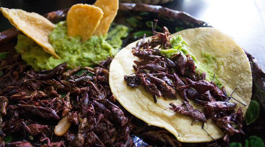 Consumo inmoderado de chapulines y otros insectos podría llevar a su extinción | El Imparcial de Oaxaca