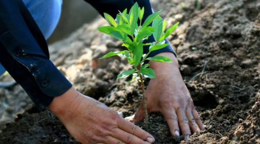 México y su siembra de árboles sin precedentes para combatir cambio climático | El Imparcial de Oaxaca