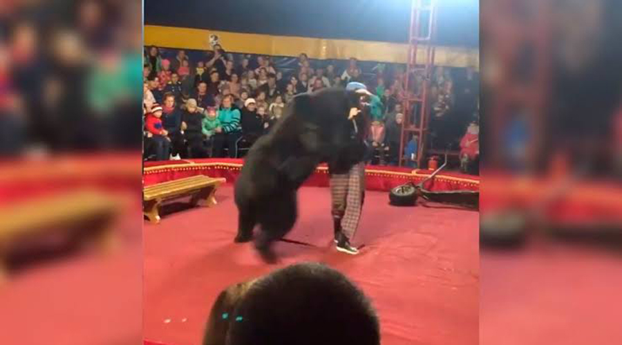 Video: oso ataca a su entrenador en pleno espectáculo