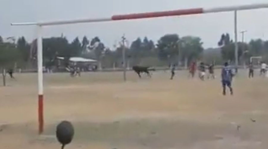 Video: Un toro irrumpe en un campo de futbol y embiste a espectadores | El Imparcial de Oaxaca