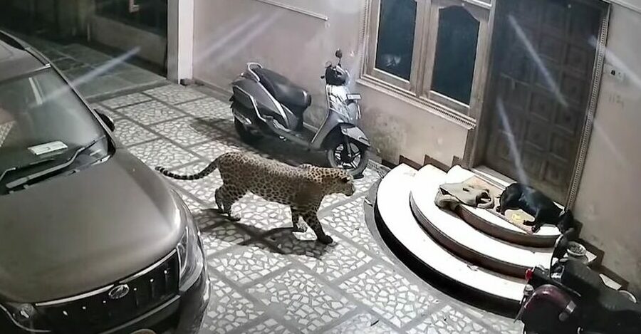 Video: Un perro es atacado por un leopardo en su casa mientras dormía