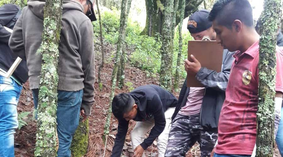 Aumentan plagas en bosques de la Mixteca
