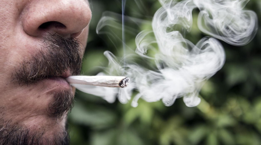 Empresa ofrece vacante de “catador de marihuana” por 58 mil pesos mensuales