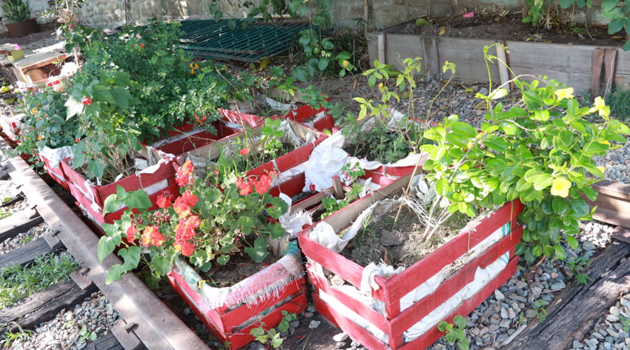 Sana, sana con estas plantas | El Imparcial de Oaxaca