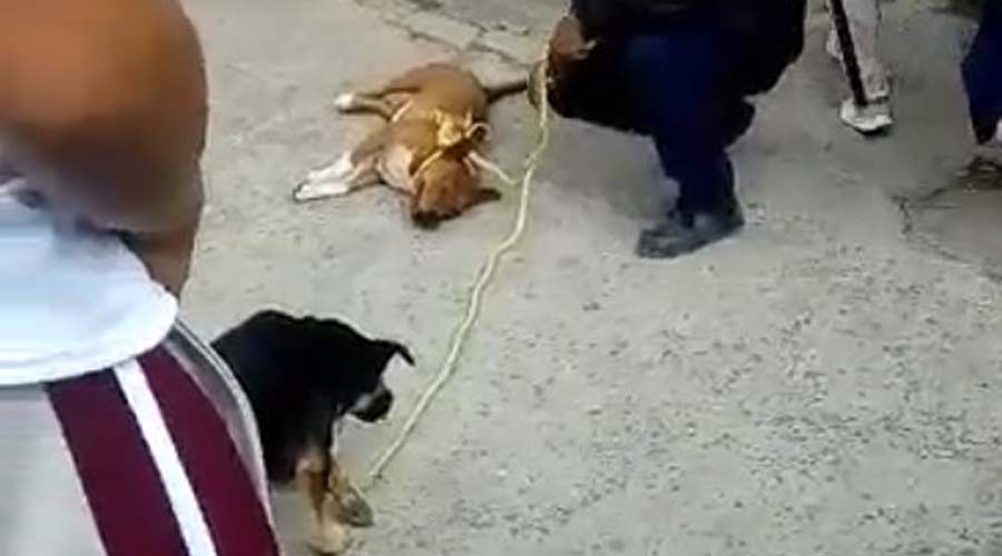 Video: Personal del Centro de Bienestar Animal es captado maltratando dos perros | El Imparcial de Oaxaca