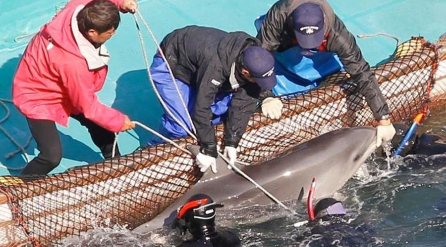 Video: captan a cazadores de delfines en brutal captura | El Imparcial de Oaxaca