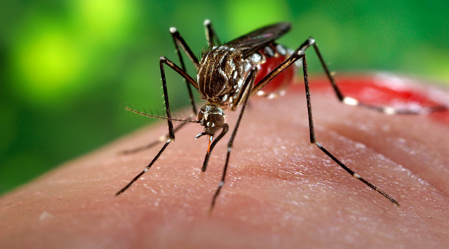 Reportan cinco decesos por dengue en Oaxaca | El Imparcial de Oaxaca