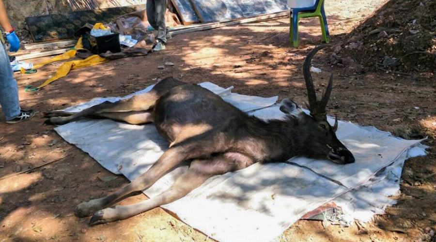 Ciervo muere a causa de 7 kilos de basura en su estómago | El Imparcial de Oaxaca