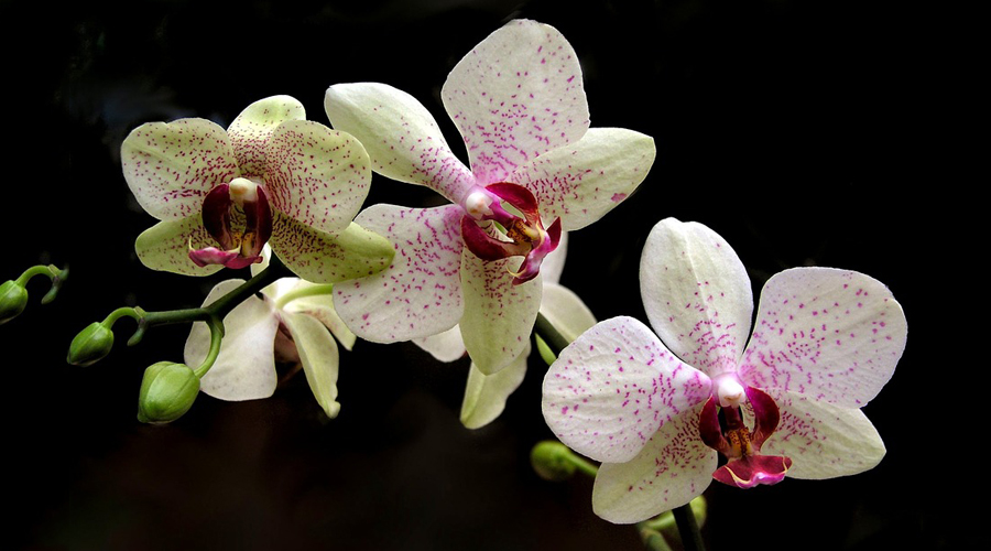 Te dejamos la guía ideal para cuidar mejor de tus orquídeas | El Imparcial de Oaxaca