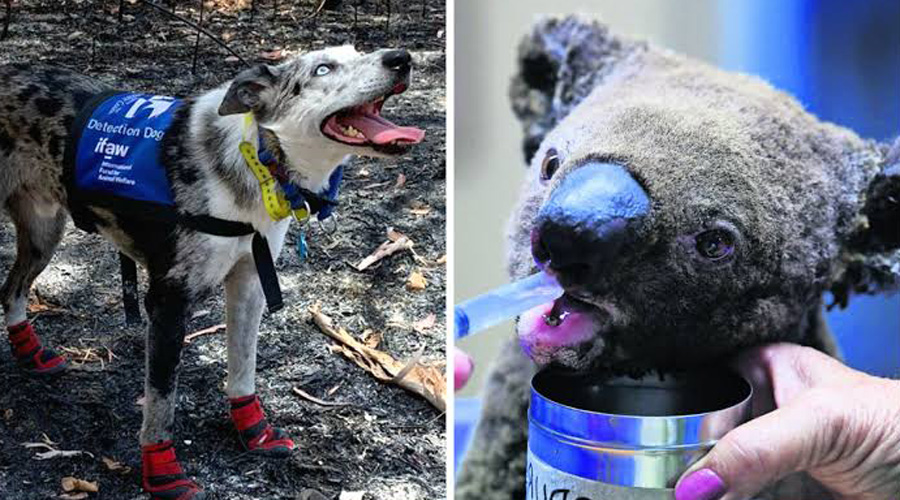 Perro rescata koalas del fuego en Australia | El Imparcial de Oaxaca