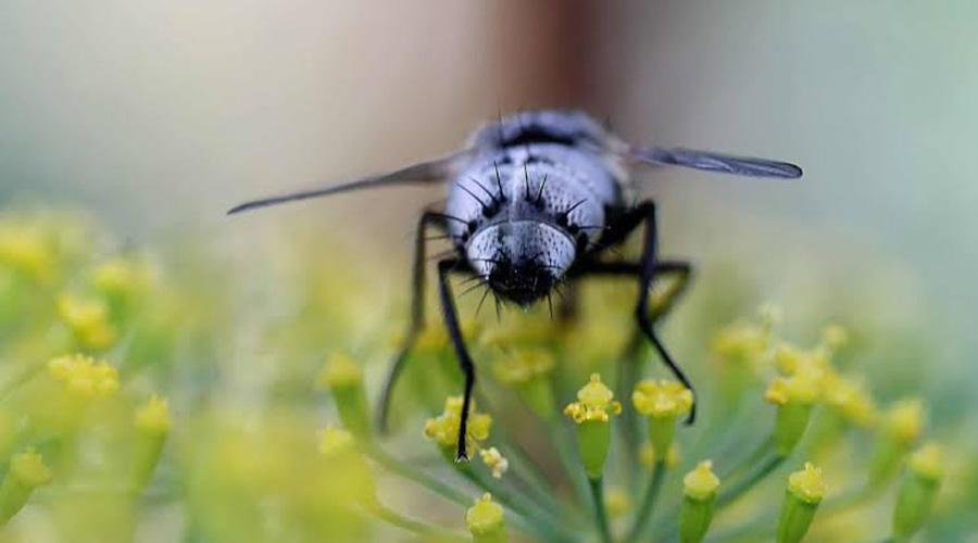 Extinción de insectos llevaría a un Apocalipsis natural | El Imparcial de Oaxaca