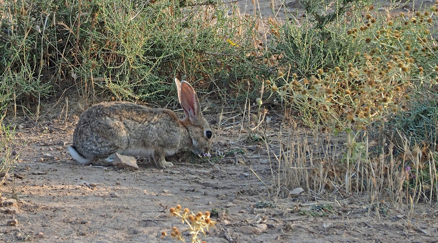 España declara al conejo común como especie en extinción | El Imparcial de Oaxaca