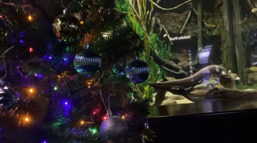 Anguila eléctrica enciende árbol navideño | El Imparcial de Oaxaca