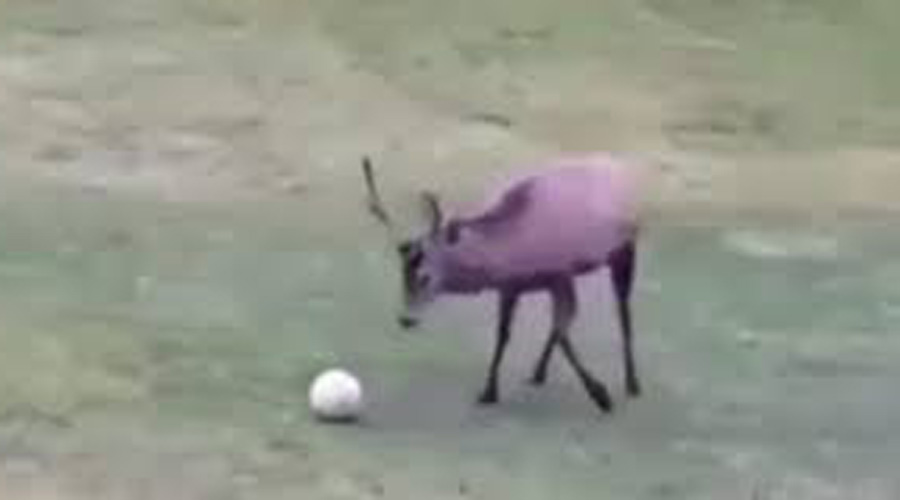 Video: ¡El mejor goleador del mundo! Venado celebra su triunfo después de atinarle a la portería