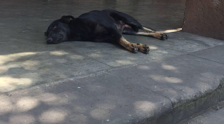 Envenenan a perros y niños podrían estar en riesgo | El Imparcial de Oaxaca