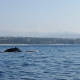 Inicia el avistamiento de la ballena jorobada en Puerto