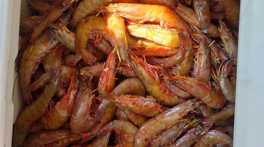 Sube precio de camarón por fin de año en Oaxaca | El Imparcial de Oaxaca