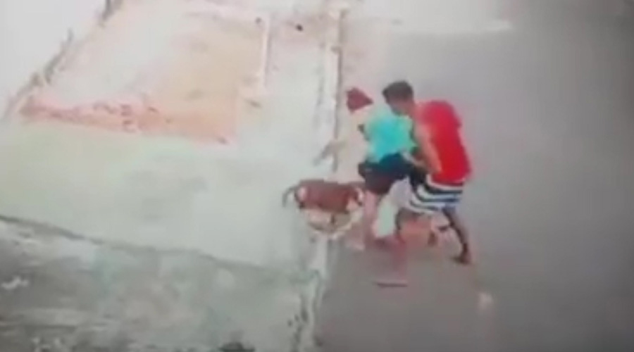 Video: Hombre salva a niño del ataque de un pitbull | El Imparcial de Oaxaca