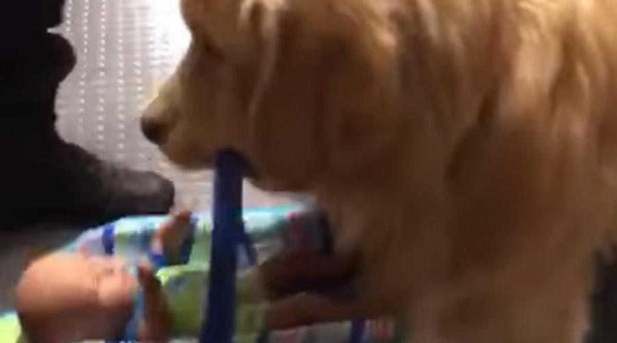 Video: Un “agente” de la división canina es captado robando los juguetes que iban a ser donados a niños