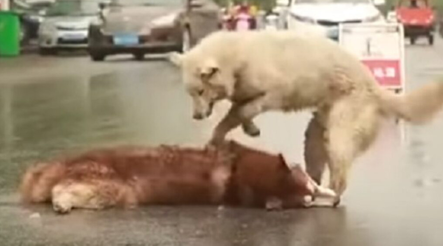 Video: Conmovedor, perrito lucha por reanimar a su amigo atropellado