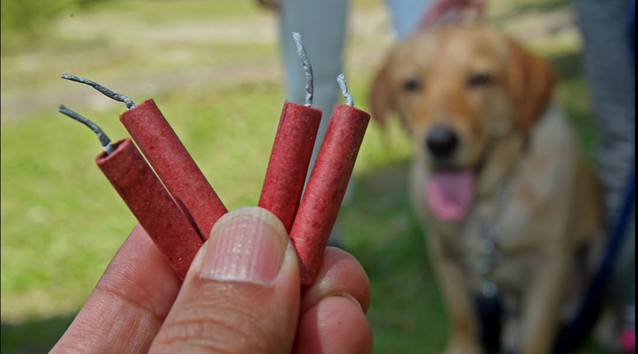 Video: Crean conciencia para evitar que la pirotecnia afecte a las mascotas