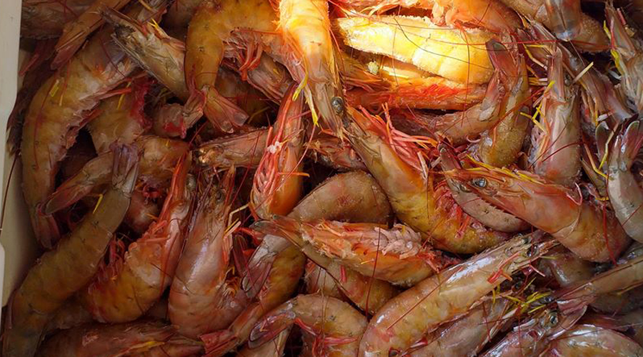 Se dispara precio de camarón en Salina Cruz, Oaxaca | El Imparcial de Oaxaca