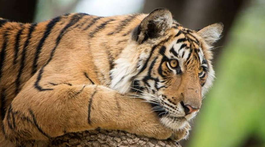 Video: Niño se salva de ser devorado por un león