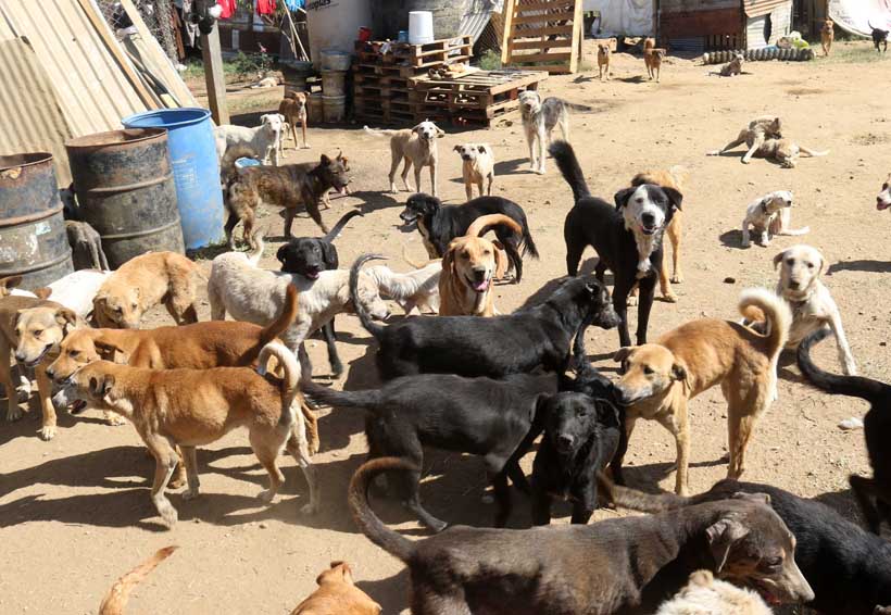 Piden apoyo para tía Migue, la señora que rescata perros en Zaachila, Oaxaca | El Imparcial de Oaxaca