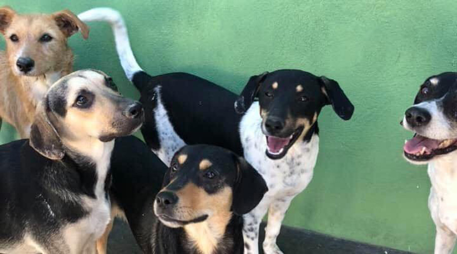 Rescatistas organizan posada perruna para canes abandonados