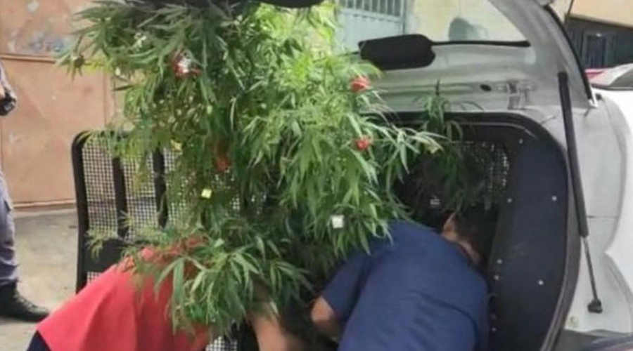 Por Navidad, decora su arbolito… ¡de mariguana! y lo meten a la cárcel | El Imparcial de Oaxaca