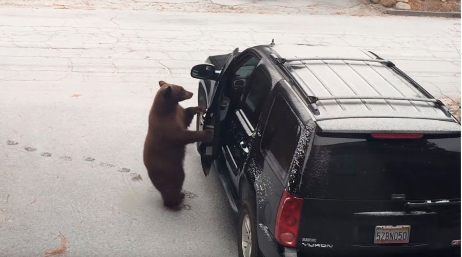 Video: Captan a un oso abriendo la puerta de un coche como si fuera suyo | El Imparcial de Oaxaca