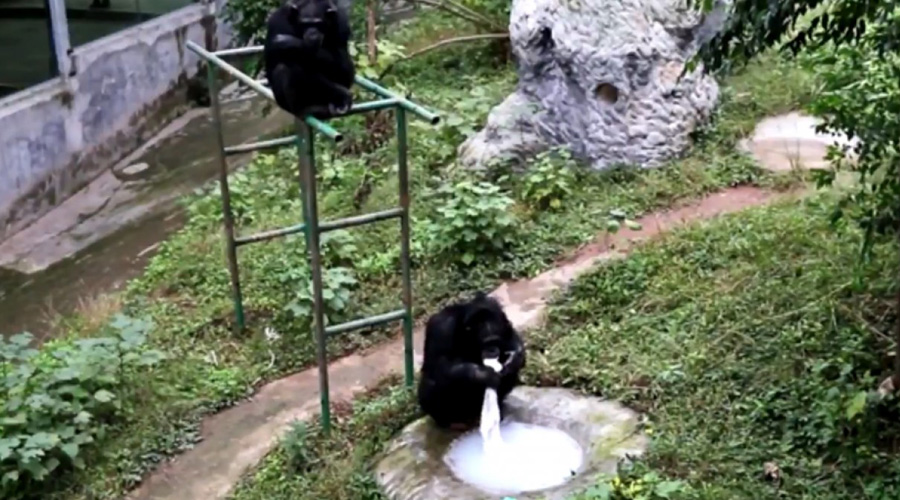 Yuhui, el chimpancé que lava la ropa de su cuidador - El Imparcial de ...