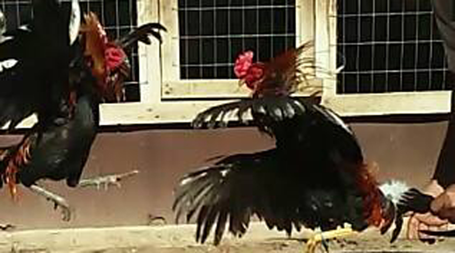 Lo ataca gallo de pelea en la Costa oaxaqueña
