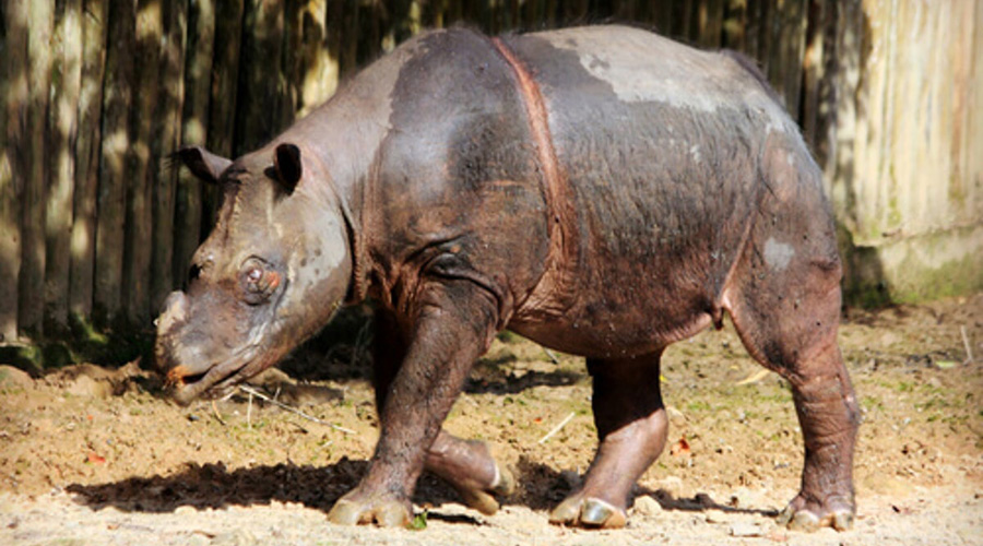 Muere de cáncer, el último rinoceronte de Sumatra en cautiverio | El Imparcial de Oaxaca